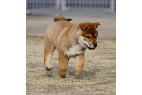 成約済の愛媛県の四国犬-366904